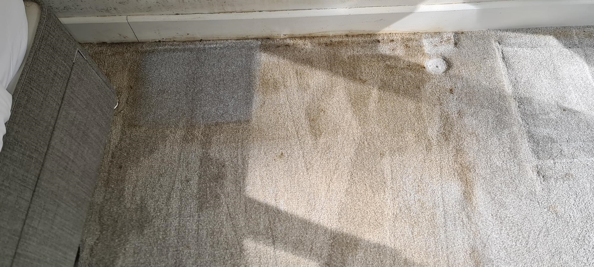 Professional Carpet Cleaning in Woking before