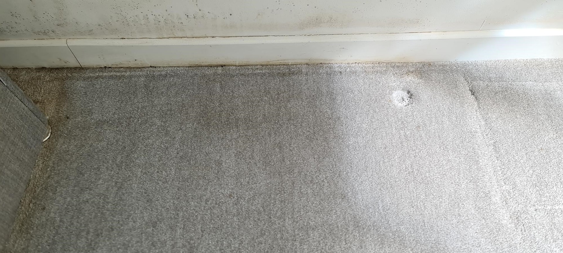Professional Carpet Cleaning in Woking after