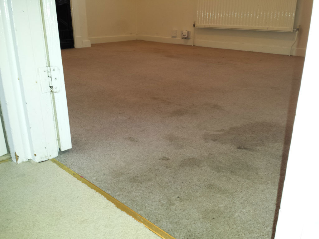 Professional Carpet Cleaning in Woking